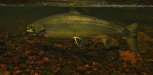 голец в воде