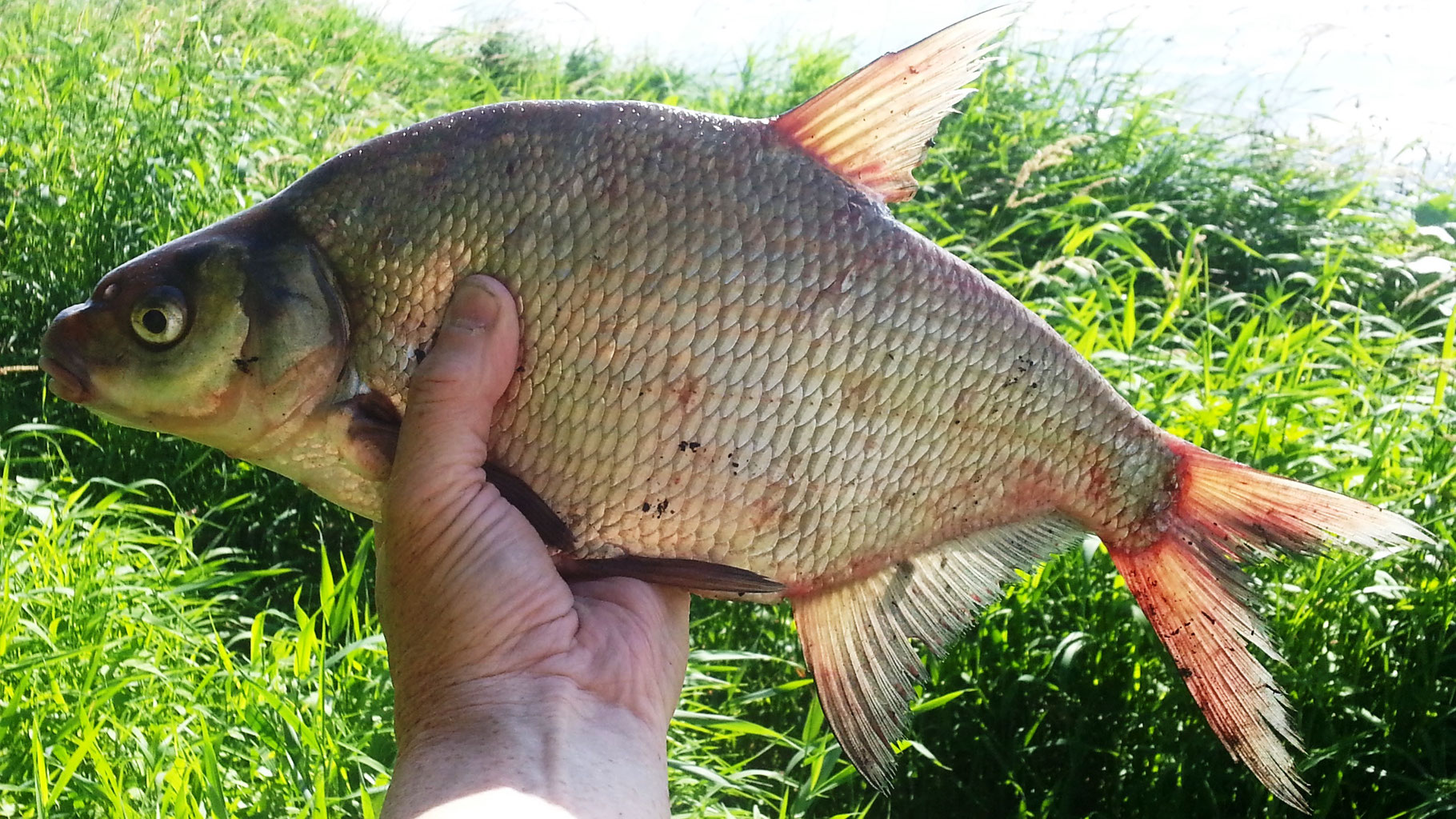 Лещ — кратко о рыбе