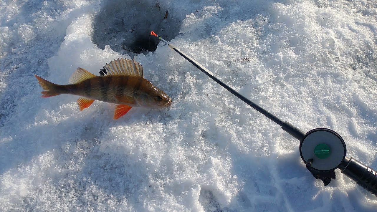 Ловля окуня со льда: тактика и приманки