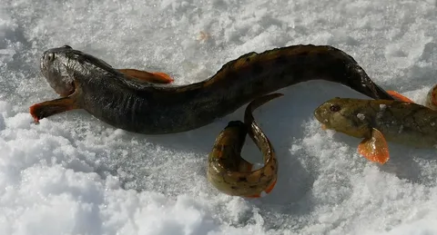 Налим из ЛенОбласти