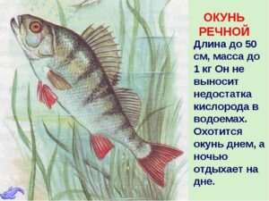 Питание окуня