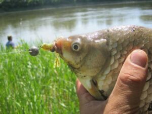 Районы обитания карася