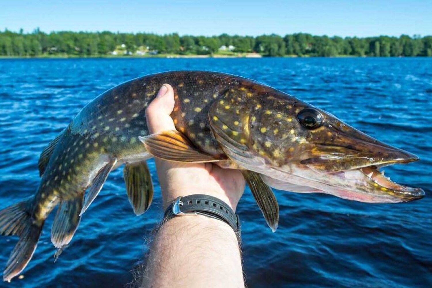 Щука — кратко о рыбе