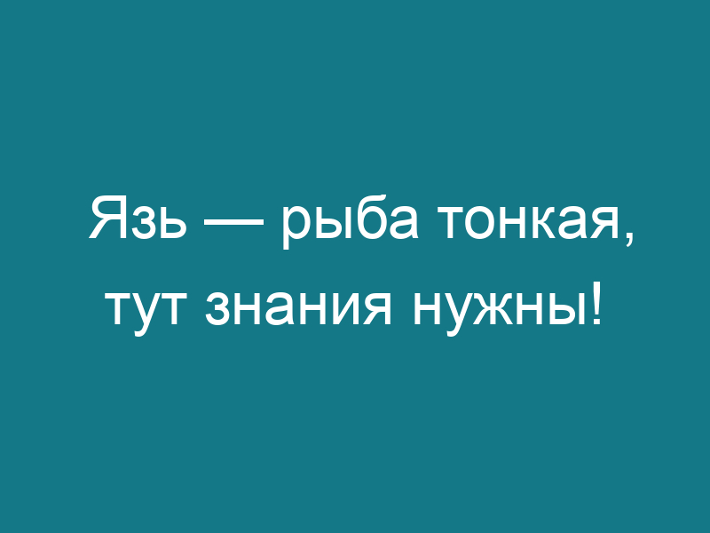 Язь — рыба тонкая, тут знания нужны!